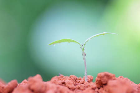 Growing plantsの写真素材
