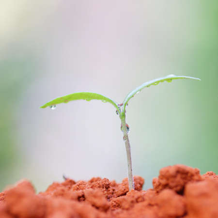 Growing plantsの写真素材