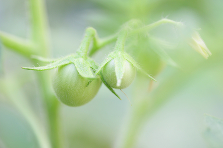 Solanum laciniatumの写真素材