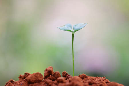 Growing plantの写真素材