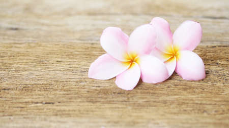 Frangipani flower on wooden tableの写真素材