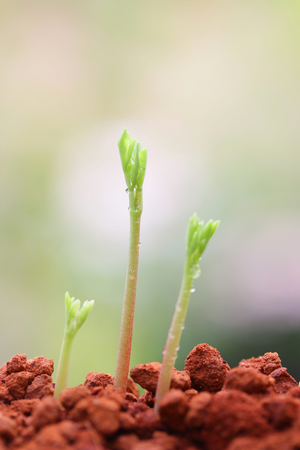 Growing plant