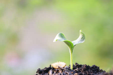 Growing plantの写真素材