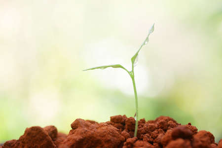 Growing plantの写真素材