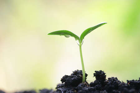 Growing plantの写真素材