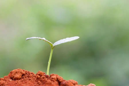 Growing plant