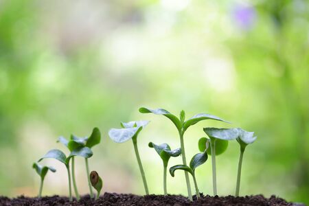 Growing plants