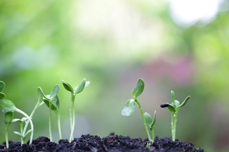 growing plants