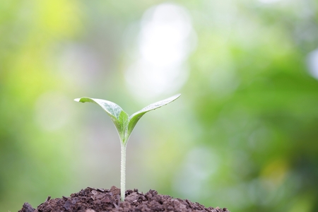 Growing treeの写真素材