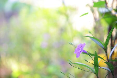 Ruellia tuberosa flowerの写真素材