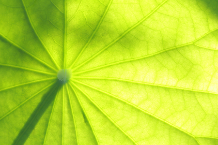 Lotus leaf