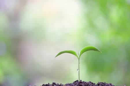 Tree plantingの写真素材