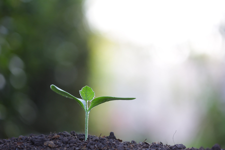 Green plant growingの写真素材