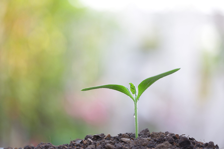 Green plant growingの写真素材