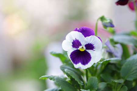 White purple Pansy flowerの写真素材