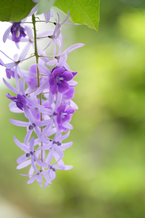 Purple Petrea racemosa flowerの写真素材