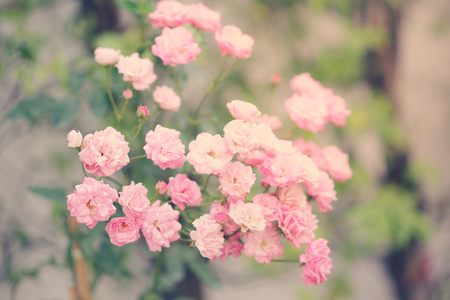 Soft pink Pygmy roseの写真素材