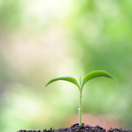 Young green plant growingの写真素材