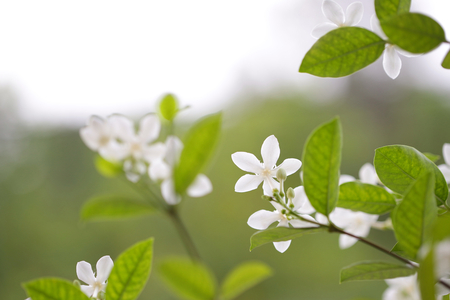 White inda flowerの写真素材