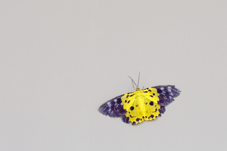 Yellow blue butterfly on grey wallの写真素材