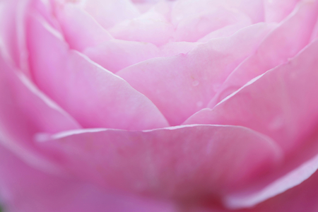 Pink rose petalsの写真素材