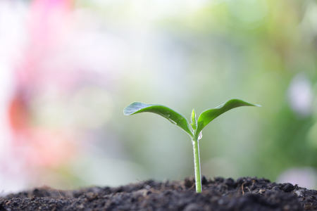 Growing green sapling tree plantの写真素材