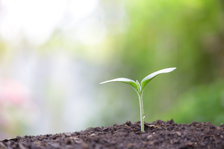 Young green plant growing in the morning with dewの写真素材