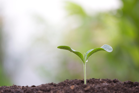 small tree sapling plant planting with dewの写真素材