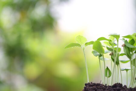 Green Growing sapping plant with dark brown solidの写真素材
