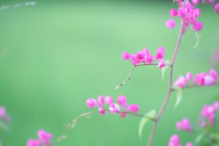 Polygonaceae pink flower in green fieldの写真素材