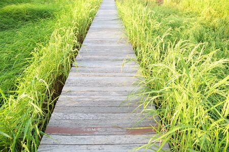 Rice green field with sunlight and wooden pathwayの写真素材
