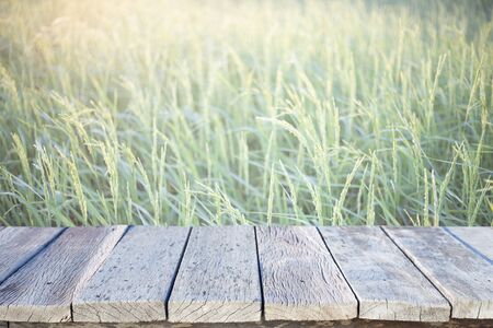 Old wooden path way with green rice field backgroundの写真素材