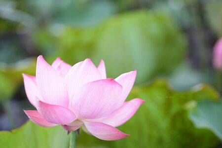 Pink lotus flower under sunlightの写真素材