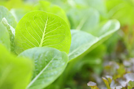 Organic flowering cabbage green leaves close upの写真素材