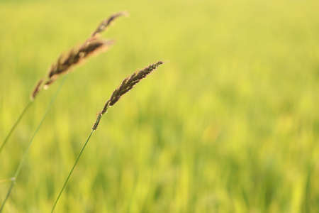 Poaceae delicate flower with rice field backgroundの写真素材