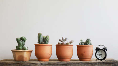 Cactus plants in brown clay line up horizontal on wooden table with small black clockの写真素材