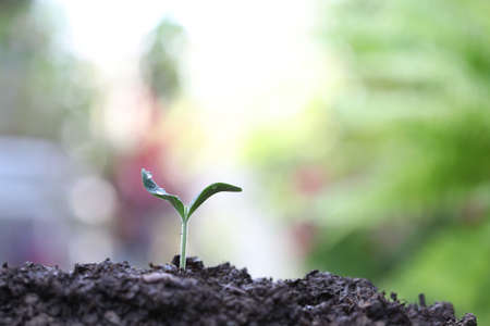 Young green small plants growing