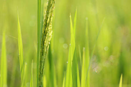 Green leaves close up under sunlightの写真素材