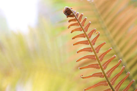 Brainea insignis brown fern leavesの写真素材
