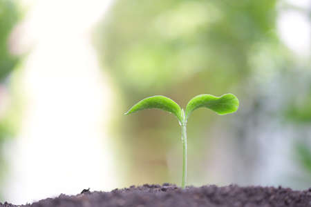 Young green plants growing in the morning