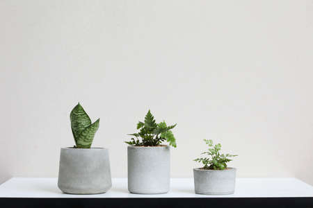 Small cute plants in grey cement pot on white desk and white wallの写真素材