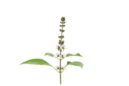 Thai basil flower green raw herb isolatedの写真素材