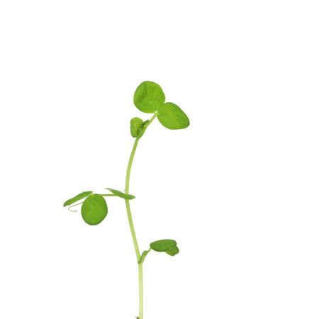 Young winged bean Psophocarpus tetragonolobus green sprout growing with isolated white backgroundの写真素材