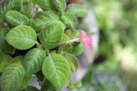 Flame violet plant pink flower with lush green leavesの写真素材