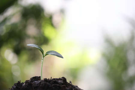 Nature plant sprout growing in the morning
