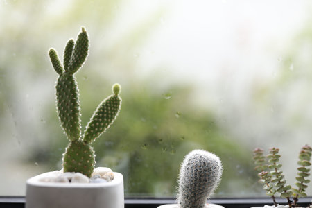 Bunny ear cactus in front of windows glassの写真素材
