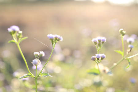 Poaceae grass flowers under sunlightの写真素材