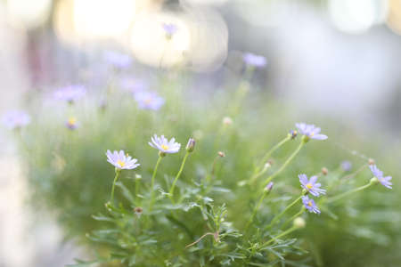 Purple lilac daisy flower green leavesの写真素材