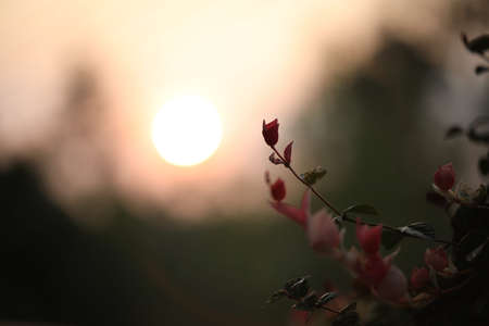 Manila tamarind flower with sunrise backgroundの写真素材