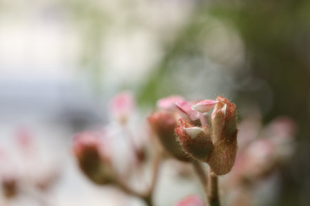 Begonia flower bud close up